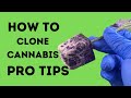 How To Make Better Clones - Hobby/Professional