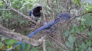 The Blue Magpie couple looked at the four cuckoos . Do they look like themselves?蓝鹊夫妇看着4只杜鹃鸟出神了，小困惑？