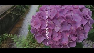 紫陽花（アジサイ）の隠れた名所、愛知県豊田市鞍ヶ池公園近く紫陽花の道。Hydrangea Garden/Japan beauty