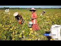 Berkah Kemarau, Panen Kacang Hijau di Bojonegoro Melimpah