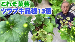 【ツワブキ品種13選】葉芸が珍重される日本原産の美しい常緑のツワブキ【園芸】【花と緑のグリーンバレイ】