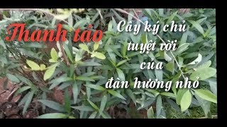 Cây đàn hương ( phát hiện cây ký chủ tuyệt vời cho giai đoạn cây con và 3 năm đầu)