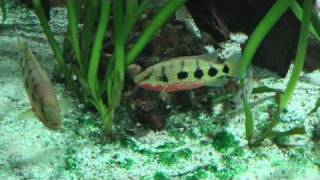 Hemichromis frempongi