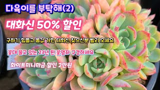 다육이를부탁해(2) #구하기 힘든 대화신 50% 할인  #23년 된 꽃염좌 구경해보세요