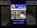 【ゴールデンレトリバー 子犬】子犬のセラピー犬そらくんの挨拶編　 shortsvideo