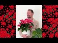 3 tipps für den weihnachtsstern euphorbia pulcherrima pflege gießen schnitt princettia sorten