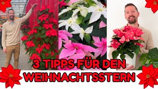 3 Tipps für den Weihnachtsstern (Euphorbia pulcherrima) Pflege, Gießen, Schnitt + Princettia Sorten