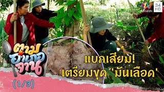 แบกเสียมเข้าสวน เตรียมขุด 'มันเลือด' | ตามอำเภอจาน | 3 ธ.ค.65 (1/3)