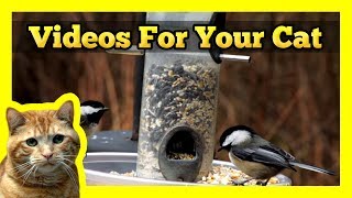 Videos for your Cat - More Black Capped Chickadees