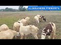 sheep rams bakra 8074909040 పొట్టేళ్ళు