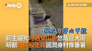 飼主遛狗巧遇穿山甲悠哉逛大街　萌獸扭屁股走路圓潤身材像番薯│寵物