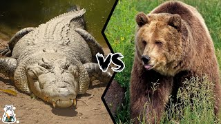 SALTWATER CROCODILE VS GRIZZLY BEAR - Who Will Win a Battle?