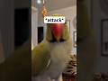 Beaker does NOT want to be filmed! 😡 #talkingparrot #parrot #funnyanimals #cuteanimals