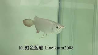 「Ku龍魚館」（ku鉑金藍龍幼龍）開始發色🎉