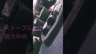 ネコとおじさん　ストーブ当番中に脱力している保護して179日目のブルーガ #shorts  #猫  #