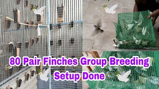 80 pair of Finches group breeding setup done :: Normal finches 50 pair : Show finches 30 pair setup.