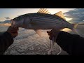 first time trying this shad late fall run stripers long island ny