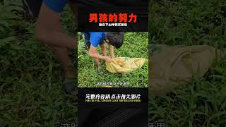 男孩獨自下山忙碌，收獲李子掙錢以后給小雪買面包吃 #荒野求生 #荒野独居 #求生挑战 #生存挑战 #荒野