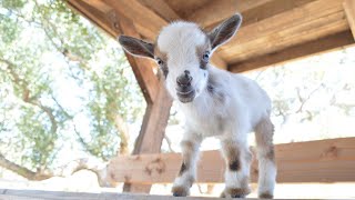 Cute Baby Goats | A Cute And Funny Baby Goats Compilation | Happy Paws