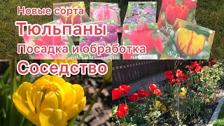 Новые сорта тюльпанов, Сцилла 🌷 места для посадки 🌷 соседтво и с кем можно 🌷