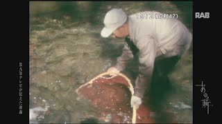 1972 十和田湖のﾋﾒﾏｽ養殖