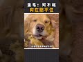 壹旦接受金毛在偷笑的設定，真的出不來了#dog #pets #shorts