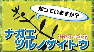 【解説】知っていますか？特定外来生物”ナガエツルノゲイトウ”