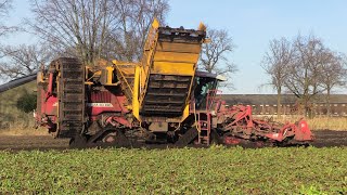 Bietenoogst 2024 | Extreme wet harvest | Agrifac with 4 tracks | Gilles stuck in the mud | Berkers