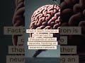 Fascinating facts about the human brain! #shorts #facts