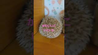 この中に本物のﾊﾘﾈｽﾞﾐはどれかな⁉ #hedgehog #ありがとう