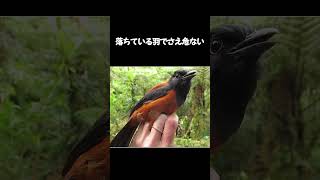 猛毒をもつ鳥【ピトフーイ】 #shorts #雑学 #鳥