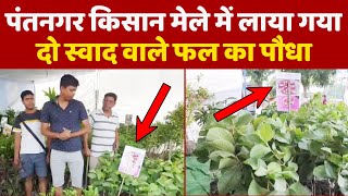 पंतनगर किसान मेले में लाया गया दो स्वाद वाले फल का पौधा || Uttarakhand ||