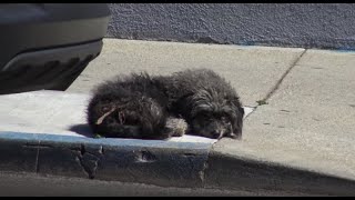 She was lying on the sidewalk, just waiting for someone she could trust.