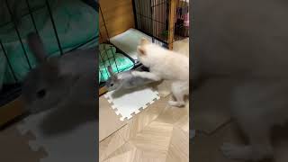 ショートvol.25 うさぎと犬！#ポメラニアン #うさぎ #ネザーランドドワーフ #犬 #癒し動画