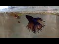 BETTA FISH Breeding Finally Laid and Hatched eggs.