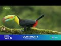 National Geographic Wild Asia continuity | December 16, 2022