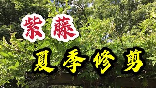 青石话牡丹芍药  祡藤夏季修剪手法How to Prune a Wisteria