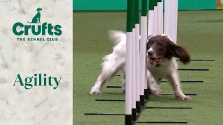 Agility  - Medium and Intermediate/Large Novice ABC Final part 2 (Agility)| Crufts 2024