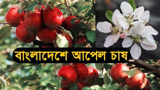 বাংলাদেশে আপেল চাষ। আপেল গাছের পরিচর্যা । কাশ্মীরি আপেল