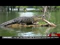 tourists from across the globe come to acadiana for champagne s cajun swamp tours