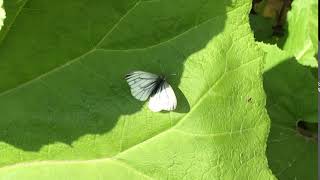 エゾスジグロシロチョウ / Pieris dulcinea 北海道大雪湖 2018/06/19 Daisetsuko Hokkaido, Butterfly of Japan