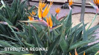 Strelitzia reginae. Garden Center online Costa Brava - Girona.