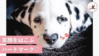 幸せをお届けするワン🐶💕 お鼻のハートで人々を笑顔にするワンコ【PECO TV】