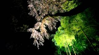 六義園しだれ桜と竹林ライトアップ2012