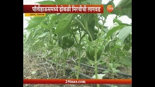 Peekpani | Raigad | Uran | Poly House Maintain For Chili Pepper Production Earning Good Profit