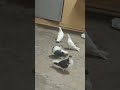 beautiful giribaz and shirazi pigeon pairs pigeons