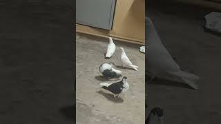 # Beautiful Giribaz and shirazi pigeon pairs # pigeons#