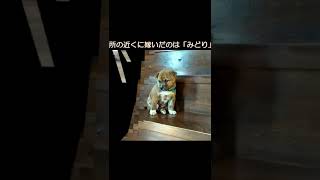 二度捨てられた子犬[ 詳細のロング動画はコメント欄から] #shorts #保護活動 #保護犬 #ちび天 #心が痛い #拡散希望