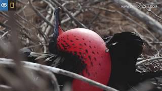 Magnificent Frigates | Galápagos | Lindblad Expeditions-National Geographic