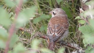 Red-backed shrikes ; Neuntöter ( jung )-Beute aufspießen ; Sfrânciocul roșiatic ( tânăr) fixând râma